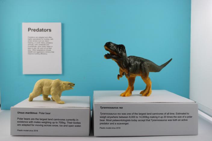 Toy polar bear and dinosaur with labels 